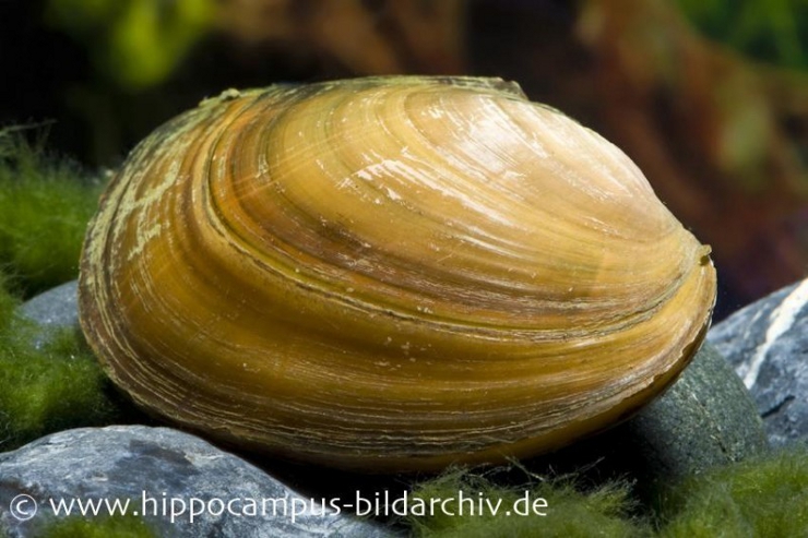 Die Teichmuschel (Anodonta cygnea) ist ein nützlicher Teichbewohner