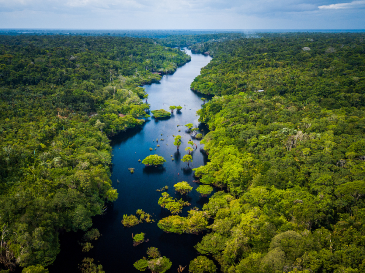 Luftbild des Amazonas